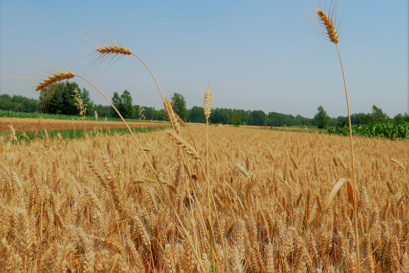土壤快速測試儀